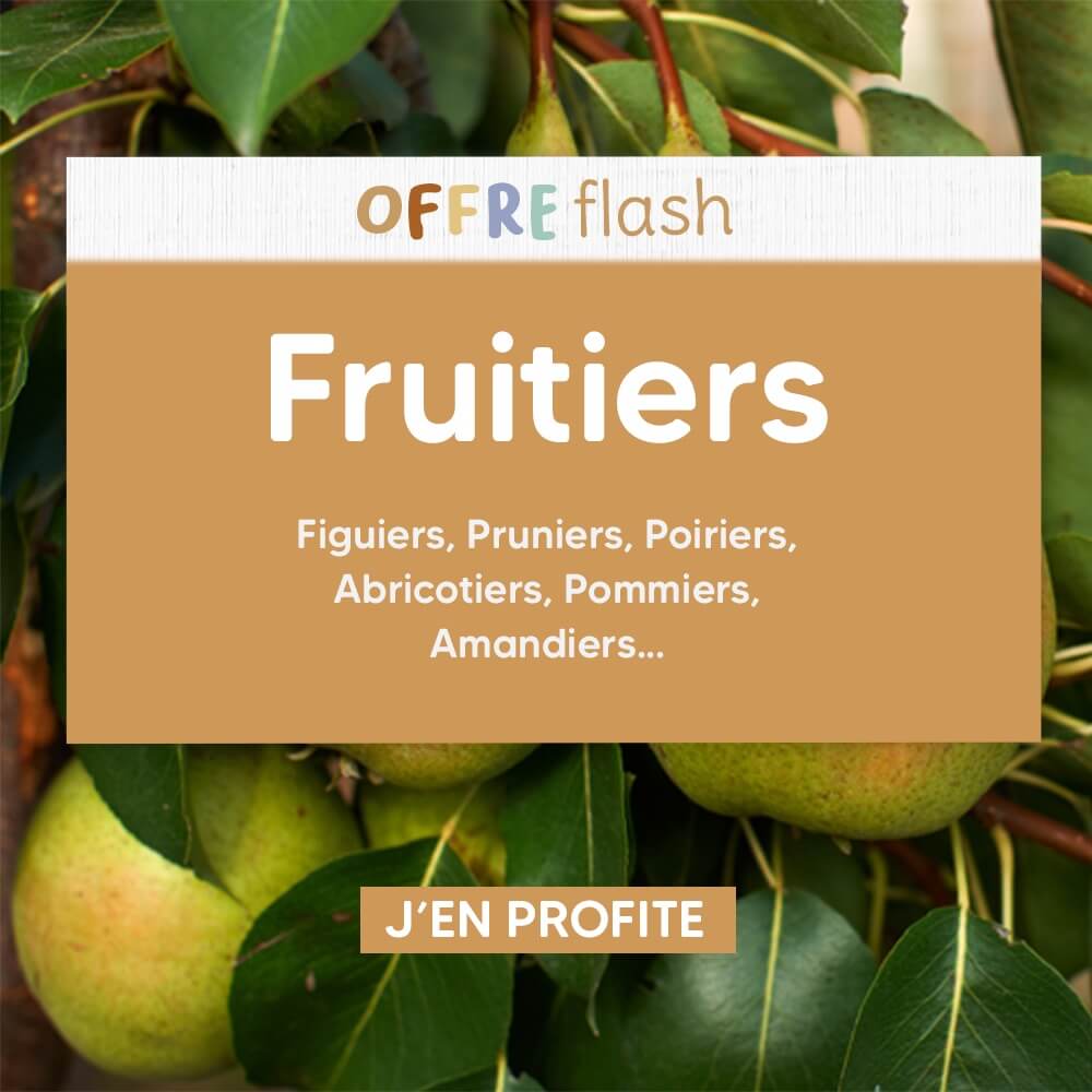 Pépinière en ligne : vente d'arbres fruitiers